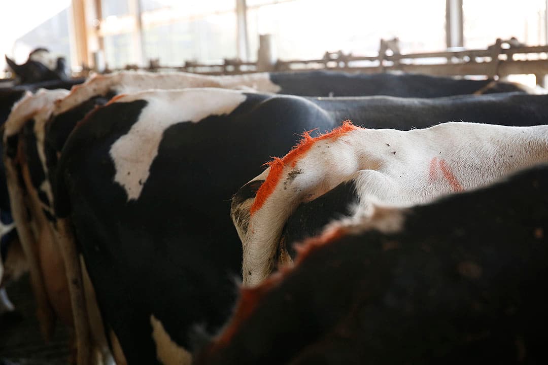 Krijtstrepen op staarten is een effectieve manier om tochtige koeien waar te nemen. Dit hoort bij het Reproductive Management System (RMS) en de Amerikaanse kengetallen. - Foto: Hans Prinsen