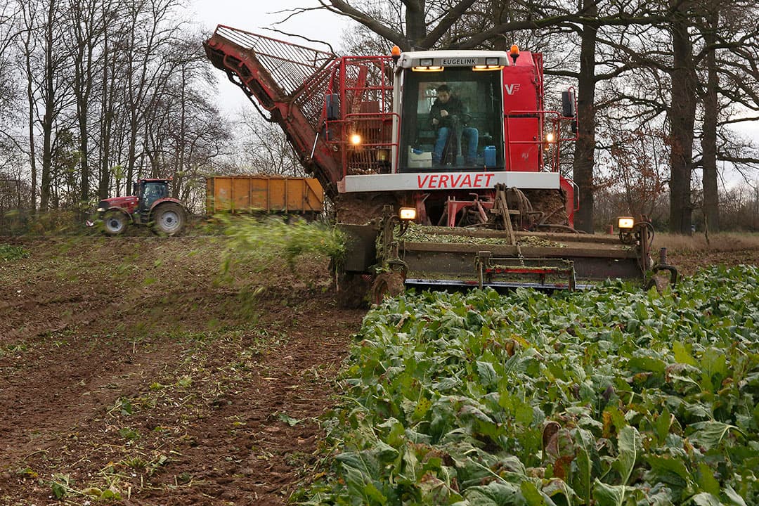 Het rooien van de suikerbieten gaat prima. De rooier loopt mooi over de grond en de bieten komen behoorlijk schoon in de bunker. -Foto: Hans Prinsen