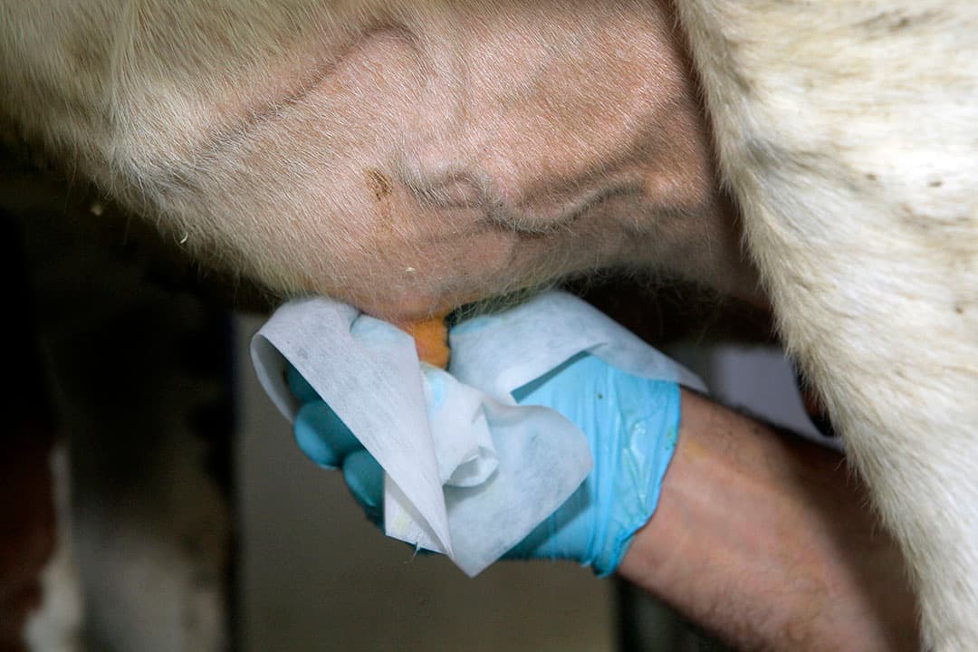 Naast hygiënisch werken zijn er meer voorzorgmaatregelen tegen mastitis bij vaarzen nodig. - Foto: Henk Riswick