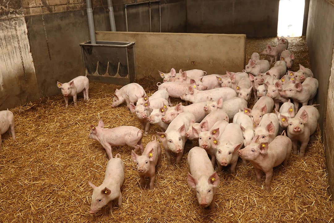 Vanwege de aanwezigheid van stro en strooisel staan biologische bedrijven over het algemeen voor grotere uitdagingen om blootstelling aan stof en endotoxinen terug te dringen. - Foto: Henk Riswick