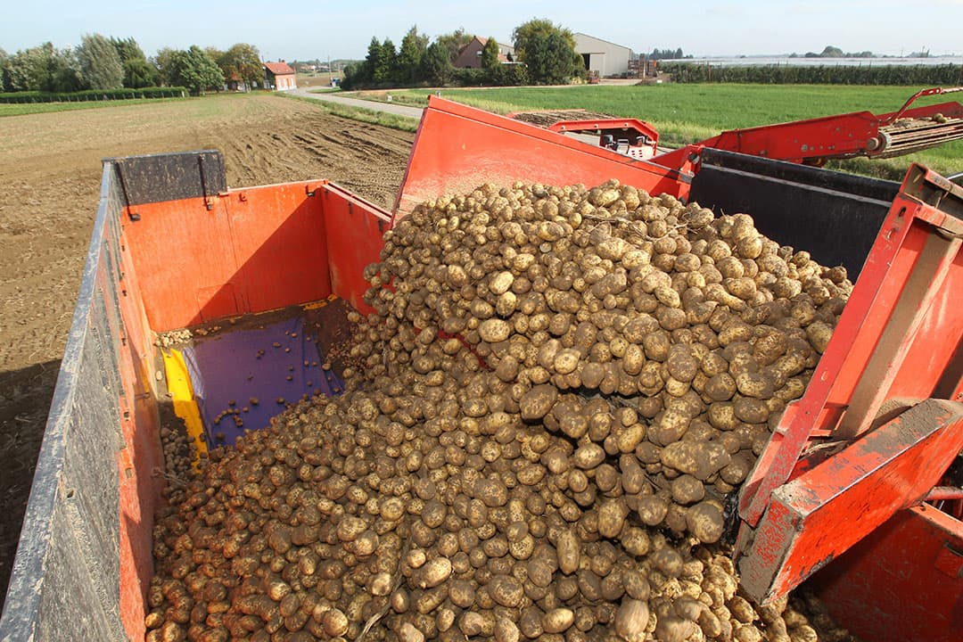 Oogst van Bintjes. Foto: Peter Roek