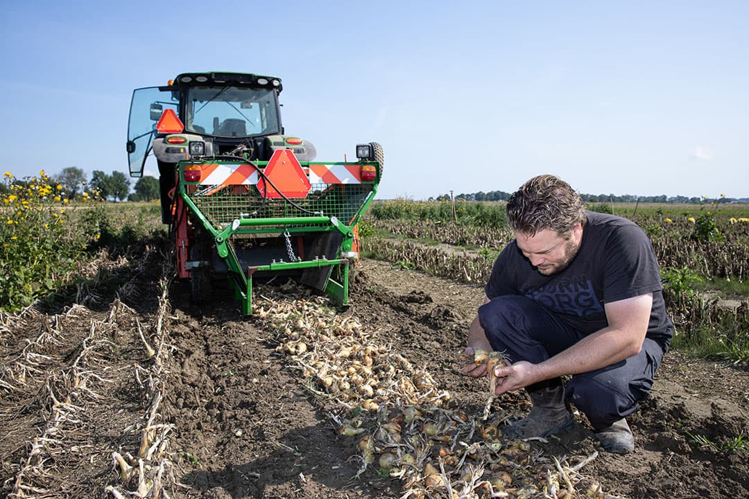 Afgelopen zomer heeft Brian Salomé een uienproef gedaan met verschillende typen grondbewerkingen. Hij zag een verschil van 10 ton per hectare. - Foto's: Peter Roek