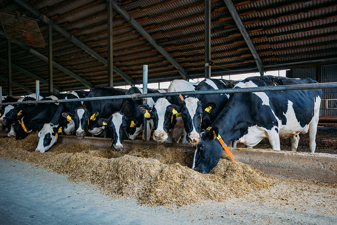 Zorg voor een goede kwaliteit ruwvoer. Voer voor koeien moet smakelijk zijn en geen broei, schimmel of toxische stoffen bevatten. - Foto: Shutterstock