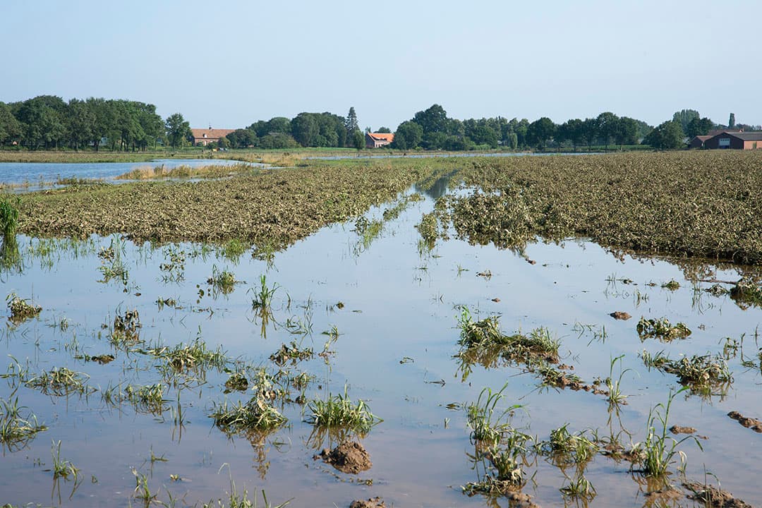 Schade aan akkerbouw- en groentegewassen na overstroming van de Maas, juli 2021. - Foto: Twan Wiermans