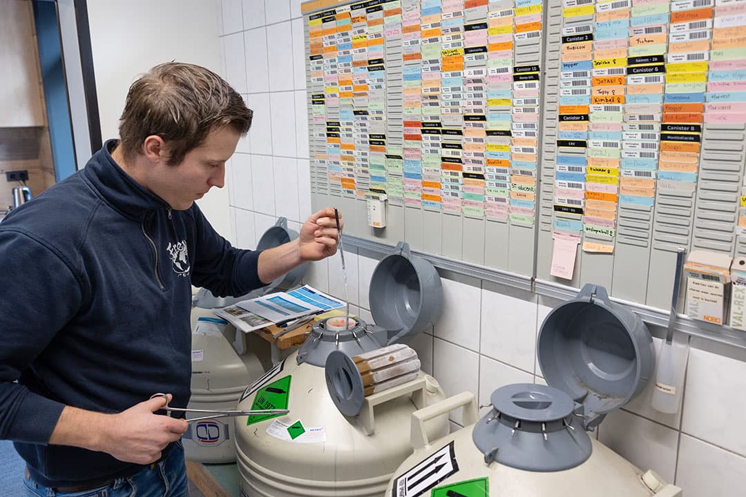 Op het depot van Freyr-KI in Voorst laat Christiaan Mensink de rietjes in de stikstofvaten zien. Freyr-KI heeft een klantenbestand van 280 UBN-nummers en verzorgt sinds 2001 alles op het gebied van inseminaties, vruchtbaarheidsbegeleiding en stieradvies. “We zijn een relatief kleine club koeienliefhebbers met een groot wereldwijd aanbod aan stieren. Om met deze stieren de juiste paring te maken, is iets wat mij dagelijks enorm in mijn werk motiveert”, zegt Mensink. - Foto's Herbert Wiggerman