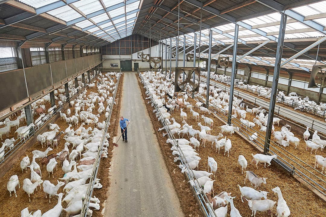 De geitensector kende jaren van grote groei, maar er komen steeds minder melkgeiten bij. In 2021 steeg de melkgeitenstapel met amper 1%. Een fractie van de groei in de jaren ervoor. - Foto's: Van Assendelft Fotografie