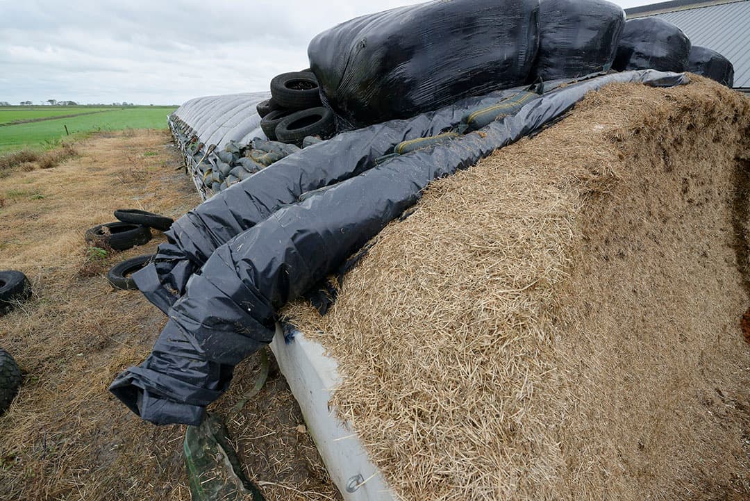 Broei in de graskuil is een belangrijke veroorzaker van smaakverlies. Een geslaagd inkuilproces is enorm belangrijk voor een smakelijke graskuil. - Foto: Lex Salverda