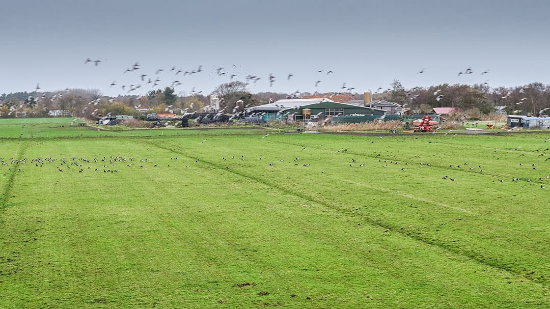 Het bedrijf van famlilie Visser op Schiermonnikoog.