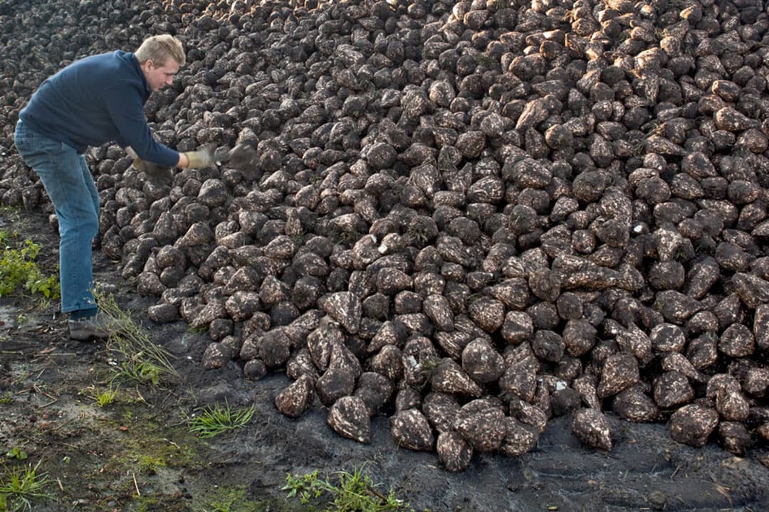 Controleren van de bietenhoop. Afwijkende bieten geven inzicht in mogelijke problemen die in het perceel spelen. - Foto: Koos Groenewold