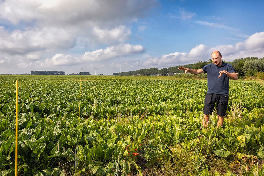 Jasper Roubos toont het onbespoten vierkant in zijn bieten. Rechts van de gele paaltjes staan de bieten er veel slechter voor met veel onkruid. - Foto's: Dennis Wisse