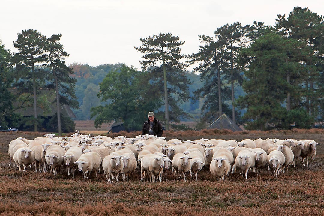 Schaapskudde op de Veluwse heide. - Foto: Ronald Hissink