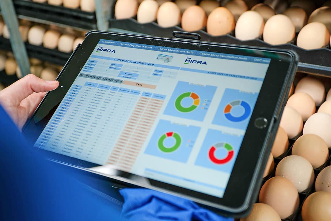 Het evalueren van de kwaliteit van de in-ovovaccinatie met behulp van Hipra’s softwareprogramma Hipralink. - Foto: Hipra