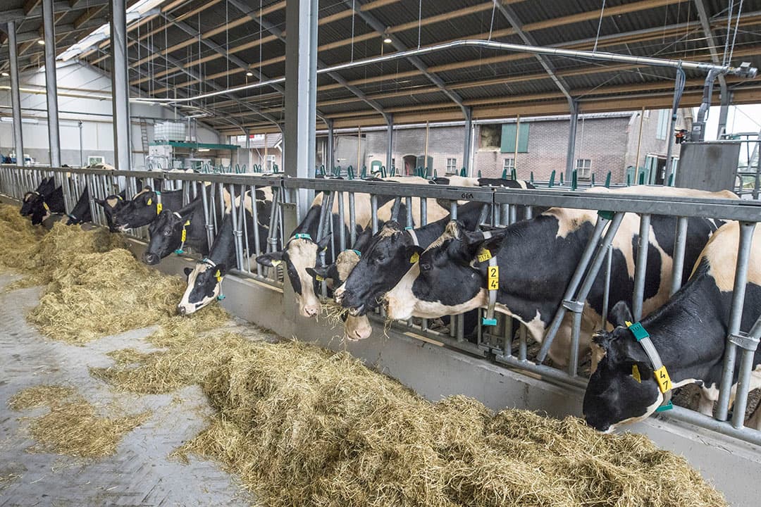 Foto: Koos Groenewold