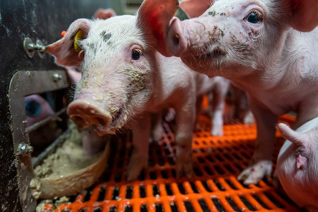 Gefermenteerd biggenvoer is niet nieuw, kefir wel. - Foto: Bert Jansen
