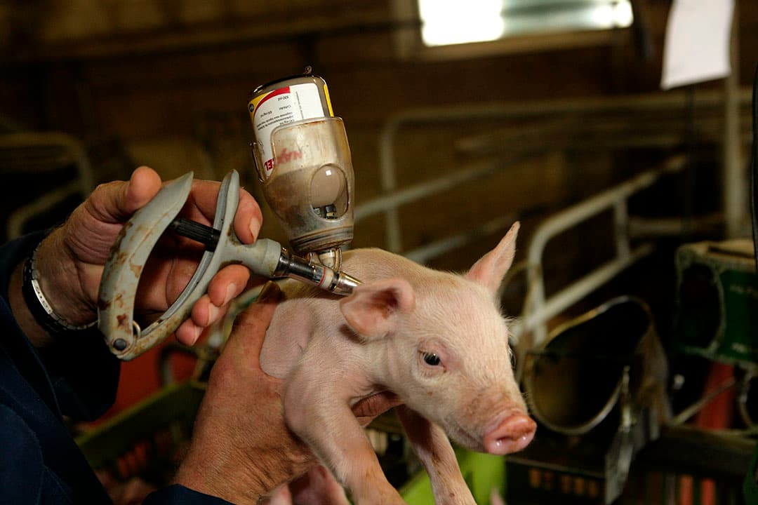 Een big krijgt antibiotica toegediend. - Foto: Henk Riswick