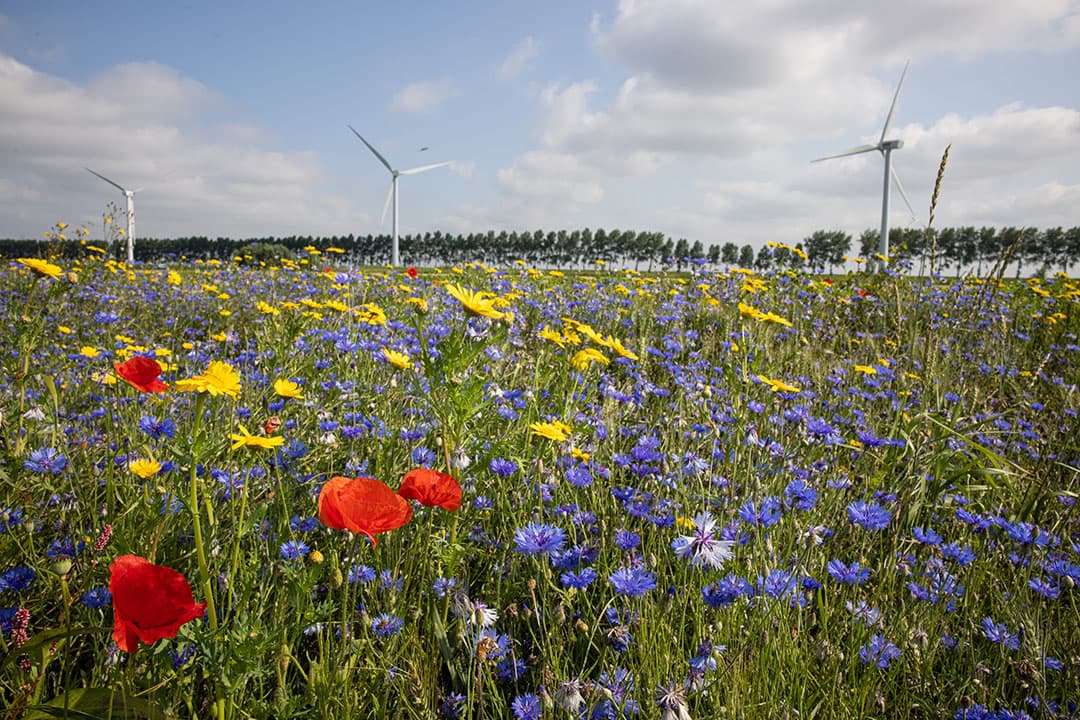 Foto: Peter Roek