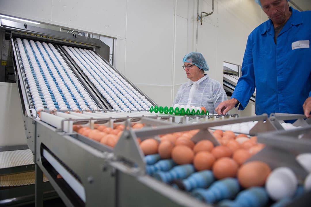 Breekeieren die verwerkt worden tot eiwitpoeder voor export.  - Foto: Michel Velderman