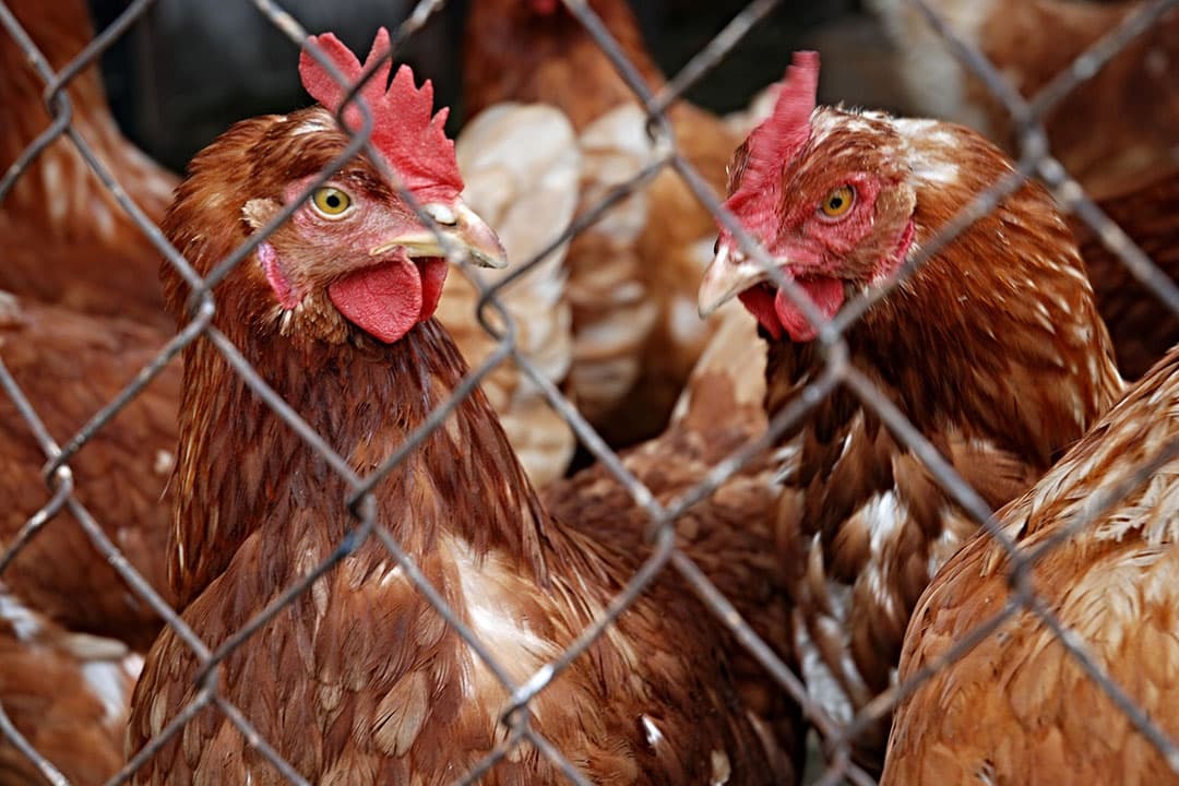 In Frankrijk zelf zijn tot nu toe dieren bij drie hobbyboeren besmet verklaard. - Foto: Canva