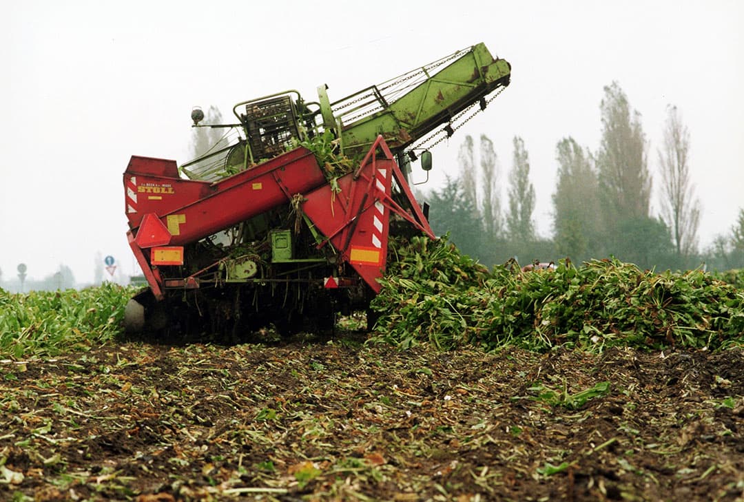 Nu blijft bietenblad op het land liggen, waarbij de nutriënten weer benut kunnen worden voor de vervolgteelt. - Foto: Henk Riswick