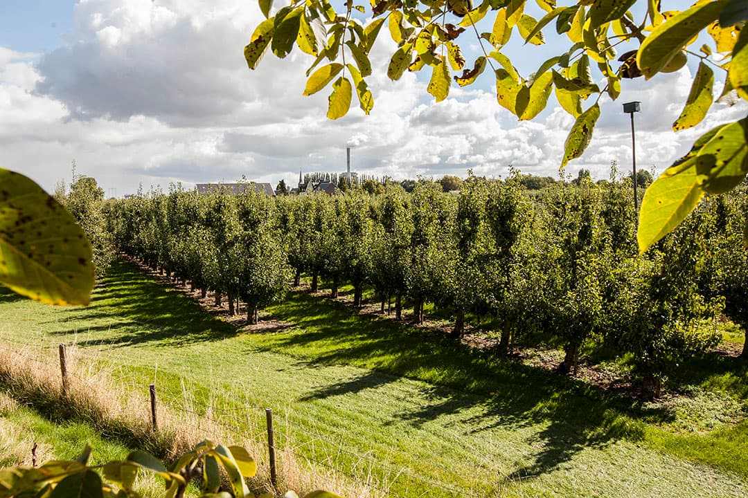 Fruitteeltbedrijf in Weurt, nabij Nijmegen. Goede gronden geschikt voor intensieve teelten worden goed betaald in Gelderland. - Koos Groenewold