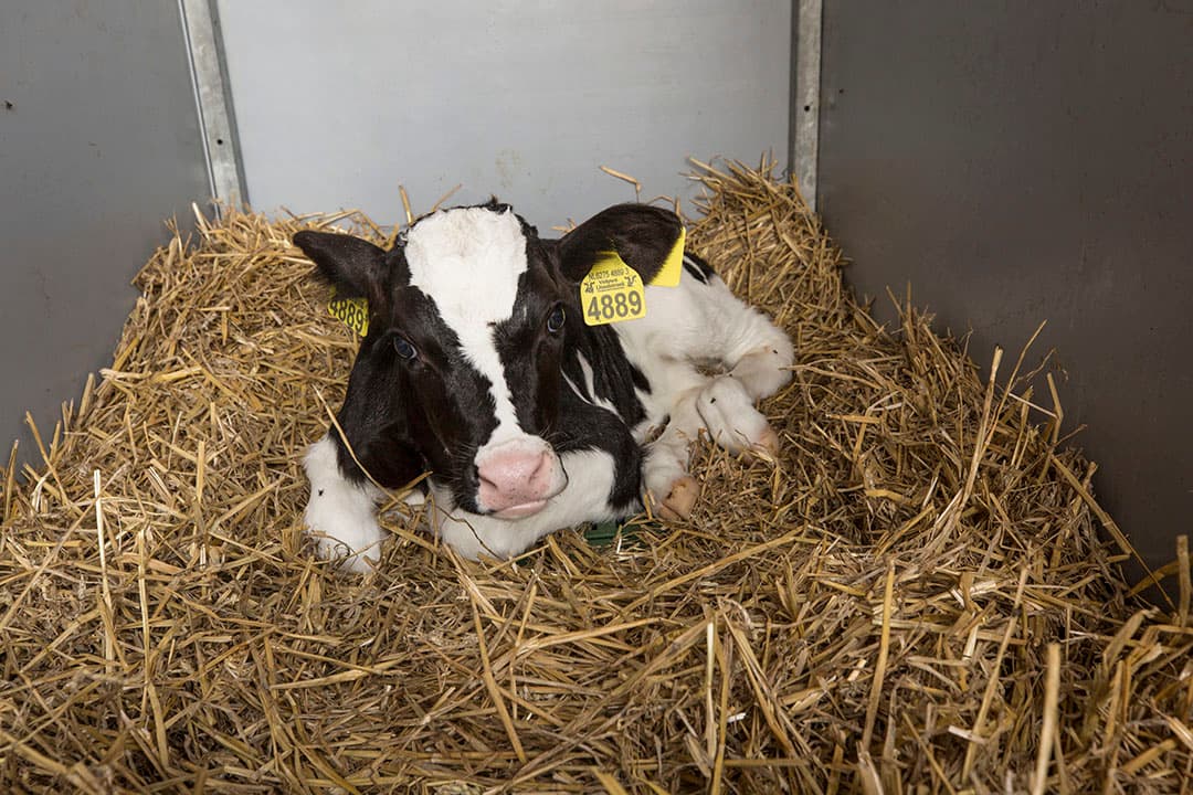 Veehouders zijn steeds beter in staat om kalveren gezond te houden en de sterfte zodoende te laten dalen. - Foto: Koos Groenewold