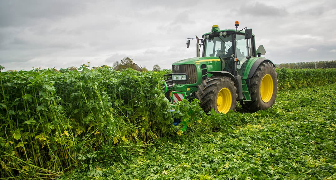 Verkleinen van een goed geslaagde groenbemester. Een geslaagd bladrammenas kan wel 2.000 kilo effectieve organische stof produceren. - Foto: Koos Groenewold