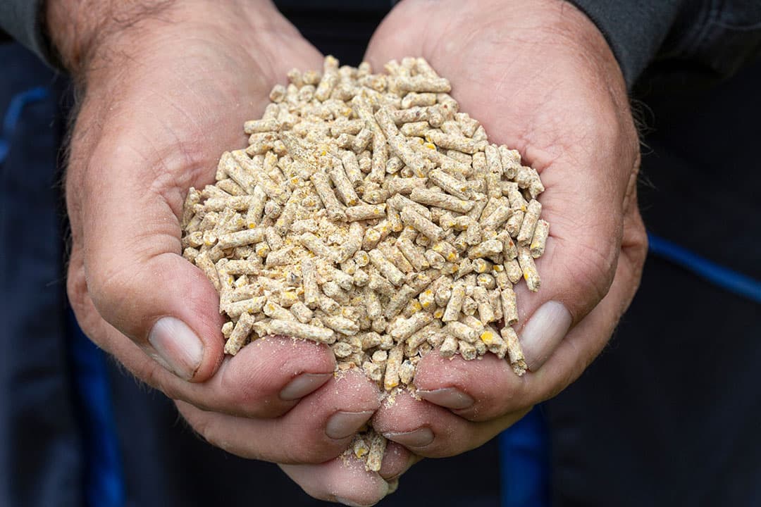 Herintroductie van diermeel gaat onder strikte voorwaarden. Vismeel mocht al gebruikt worden. Varkensmeel komt straks alleen in pluimveevoer, en vice versa. - Foto: Canva