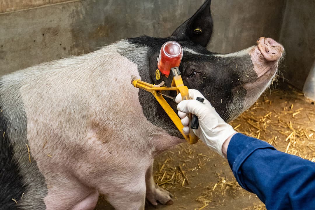 Op de meeste bedrijven vaccineren varkenshouders hun zeugen tegen griep. Griep onder controle houden bij varkens vraagt extra alertheid sinds de pandemische variant tien jaar geleden opdook. - Foto: Ronald Hissink