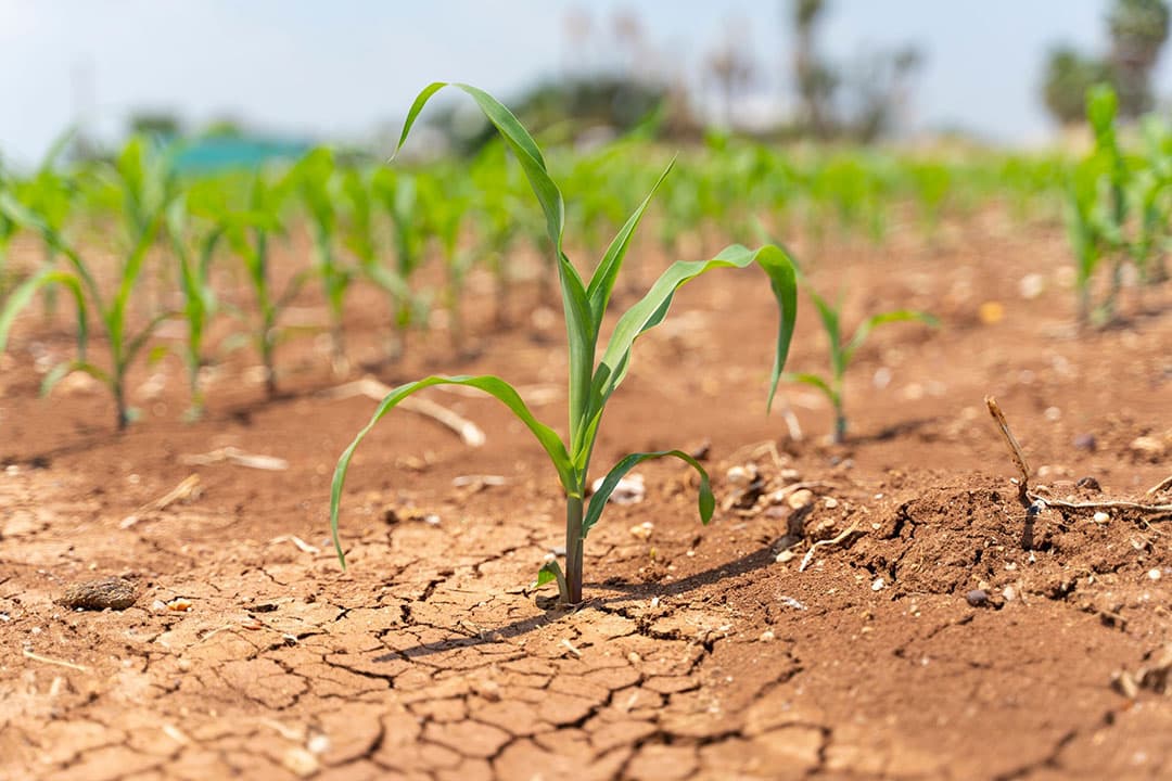 Minder regen, meer hittegolven en droogtes gaan hun stempel drukken op de landbouwproductie. - Foto: Canva
