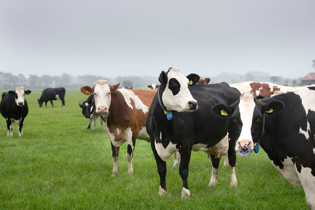Er is nog ruimte genoeg voor Nederlandse biologische melk op de markt. - Foto: Mark Pasveer