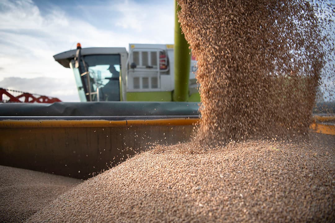 De totale graanhandel groeit naar 478 miljoen ton, dat is 5 miljoen ton hoger dan de raming van vorige maand. - Foto: Mark Pasveer