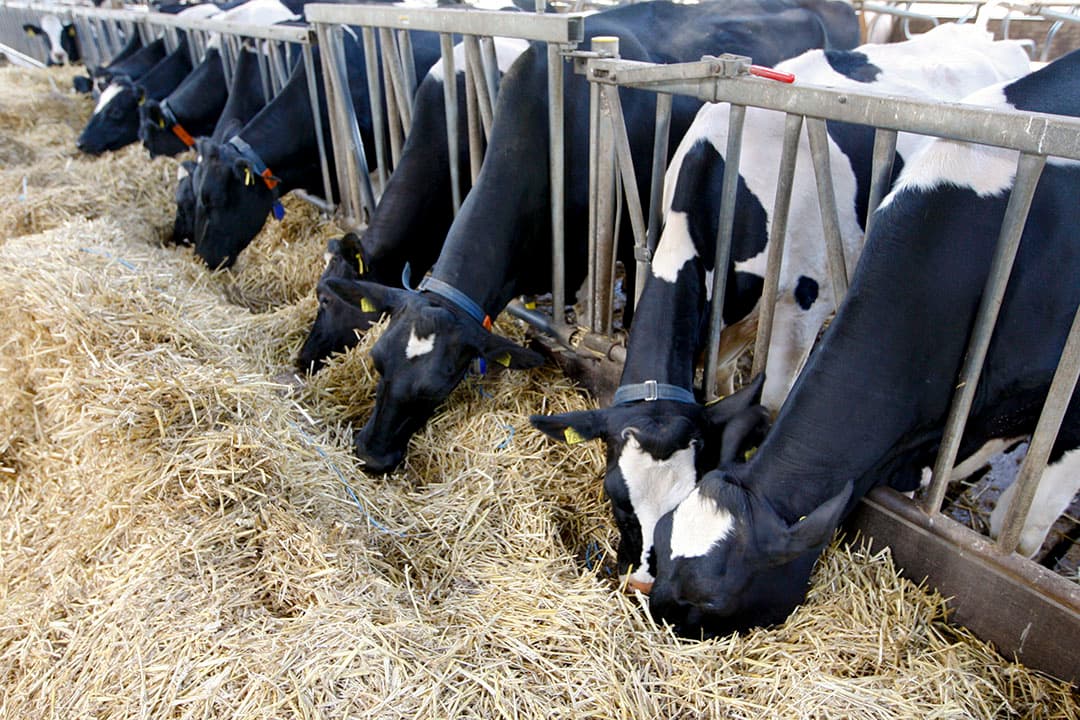 De droogstandsduur van koeien in Nederland neemt al jaren achtereen af. - Foto: Anne van der Woude