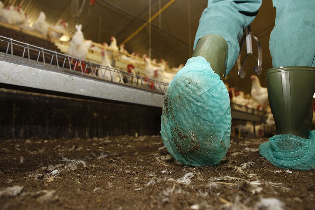 Pluimveevermeerderaars moeten ook tijdens de vogelgriepperiode monsters blijven nemen met de overschoentjesmethode voor onderzoek op salmonella. - Foto: Hans Prinsen