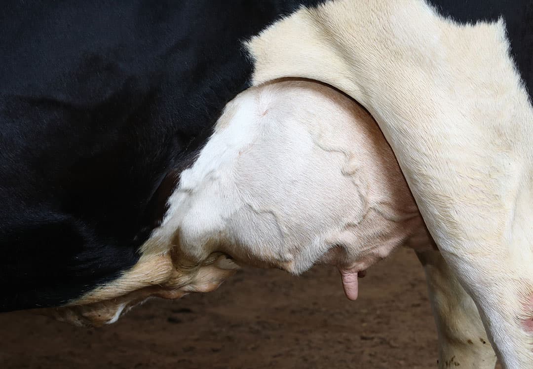 Veehouders fokken liefst op kenmerken met hoge erfelijkheidsgraad als benen, uiervorm, melkproductie en gehalten. De maatschappelijke inbreng vermindert de weging van deze eigenschappen. - Foto: Henk Riswick