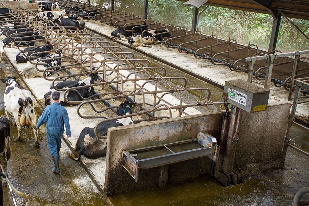Het meest in het oog springt de verwachte 30% extra krimp van de rundveestapel. - Foto: Peter Roek