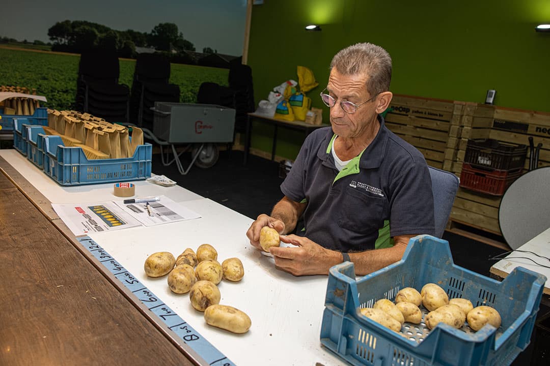 Medewerker Jilles Herweijer controleert aardappelen op schilvastheid. Westmaas breidde het onderzoek naar nieuwe bewaarmiddelen en versuikering van fritesaardappelen bij verschillende temperaturen verder uit. Hier horen ook bakproeven en residumetingen bij. - Foto's: Peter Roek