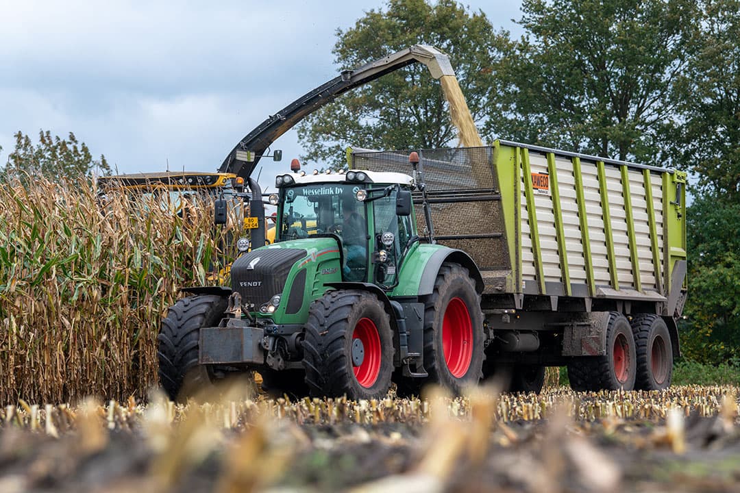 Laat geoogste mais, zoals hier op 20 oktober, bevat gemiddeld meer zetmeel dan de vroeg geoogste mais. - Foto: Michel Velderman