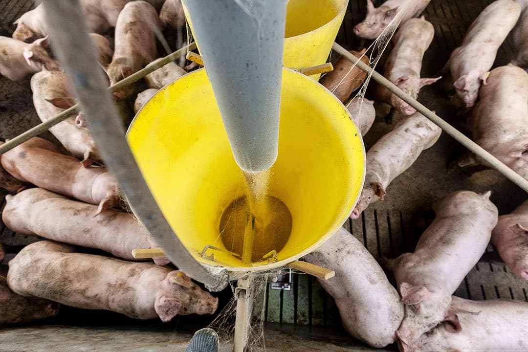 Goedkoper voer, eerder óf juist later leveren zijn knoppen waaraan de varkenshouder kan draaien. - Foto: Herbert Wiggerman