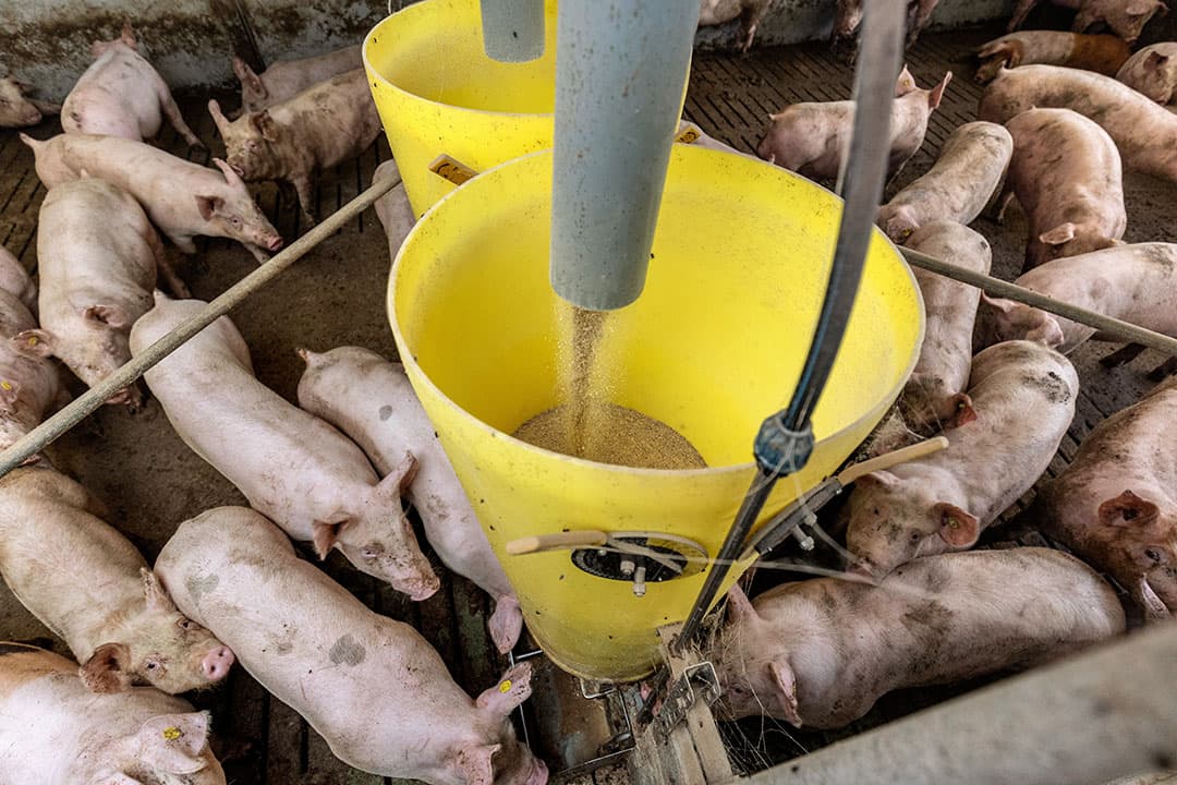 Eiwit is een belangrijk onderdeel van varkensvoeders. De laatste jaren is er een beweging naar minder stikstof en dus eiwit in het voer. - Foto: Herbert Wiggerman