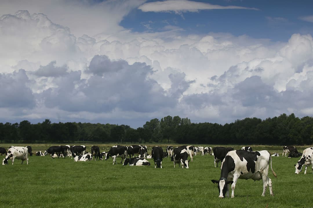 Foto: Jan Willem van Vliet