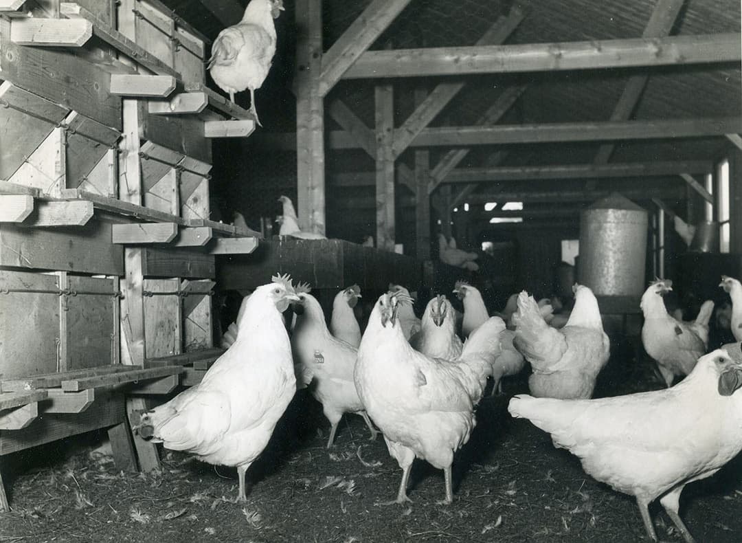 Legkippen waren vroeger booming business, in 1961 gingen 3087 miljoen consumptie-eieren de grens over. Torenhoge heffingen hadden tot gevolg dat dit er zes jaar later nog maar 763 miljoen waren. Veel boeren deden de kippen weg, zij die doorgingen, specialiseerden sterk. - Foto: Misset
