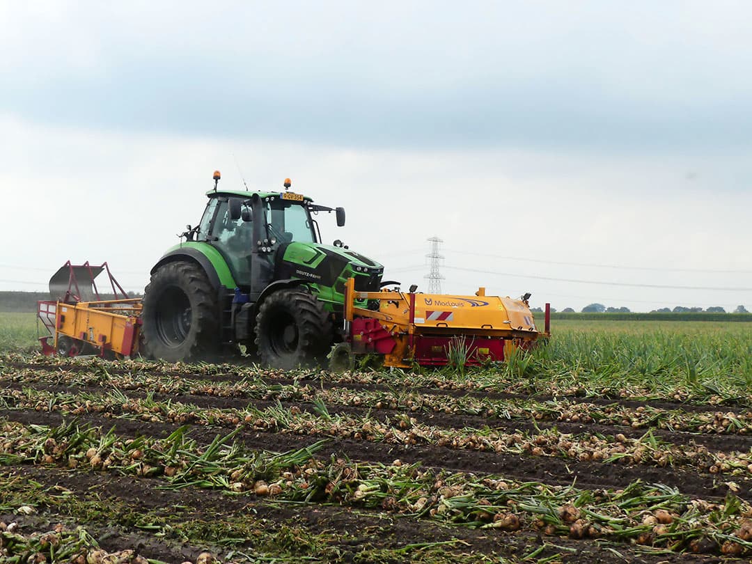 3 meter breed uien rooien kan bij MacLouis met een standaard trekker op brede banden. De frontcombinatie rooit de buitenste rijen naar het midden. Achterop volgt een 1,80 meter brede rooier die de uien rooit en zeeft. Eentje van 2,25 meter breed zou ook kunnen, voor extra zeefcapaciteit. - Foto: Martin Smits