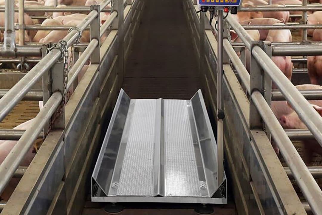 De Control Pig is in de voergang te plaatsen. Als doorloopsysteem kan een koppel snel gewogen worden. - Foto: Cima Srl