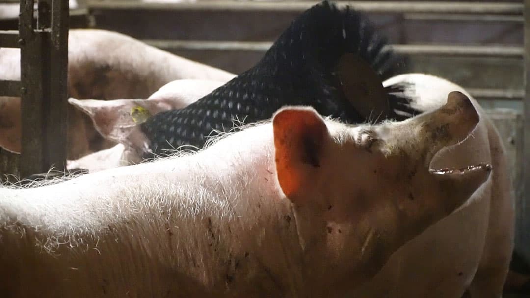De roterende varkensborstel zorgt voor afleiding voor de varkens en voorziet in een natuurlijke behoefte om de huid te schuren. - Comfort Solutions
