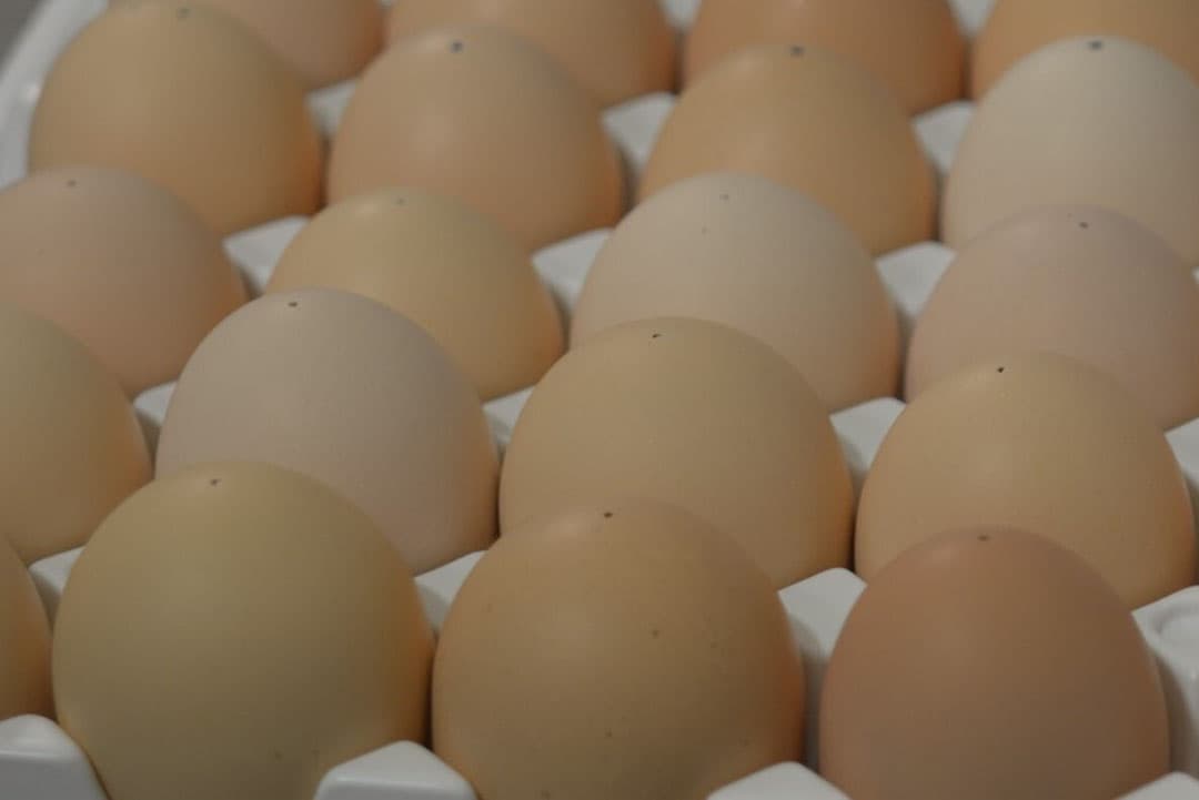 Er is een nieuwe procedure ontwikkeld voor het verkrijgen van IgY uit eieren om de consistentie en capaciteit voor de productie van antilichamen van de hoogste kwaliteit te verbeteren. - Foto: Hipra