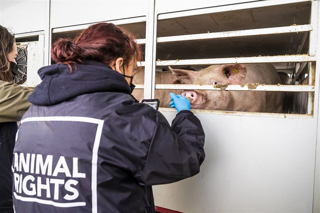 Actiegroep voert actie bij een slachterij in december 2020. Het ministerie van Landbouw, Natuur en Voedselkwaliteit heeft besloten gegevens van een slachthuis af te schermen vanwege het ‘gevaar van buitensporige acties van dierenactivisten’. - Foto: ANP