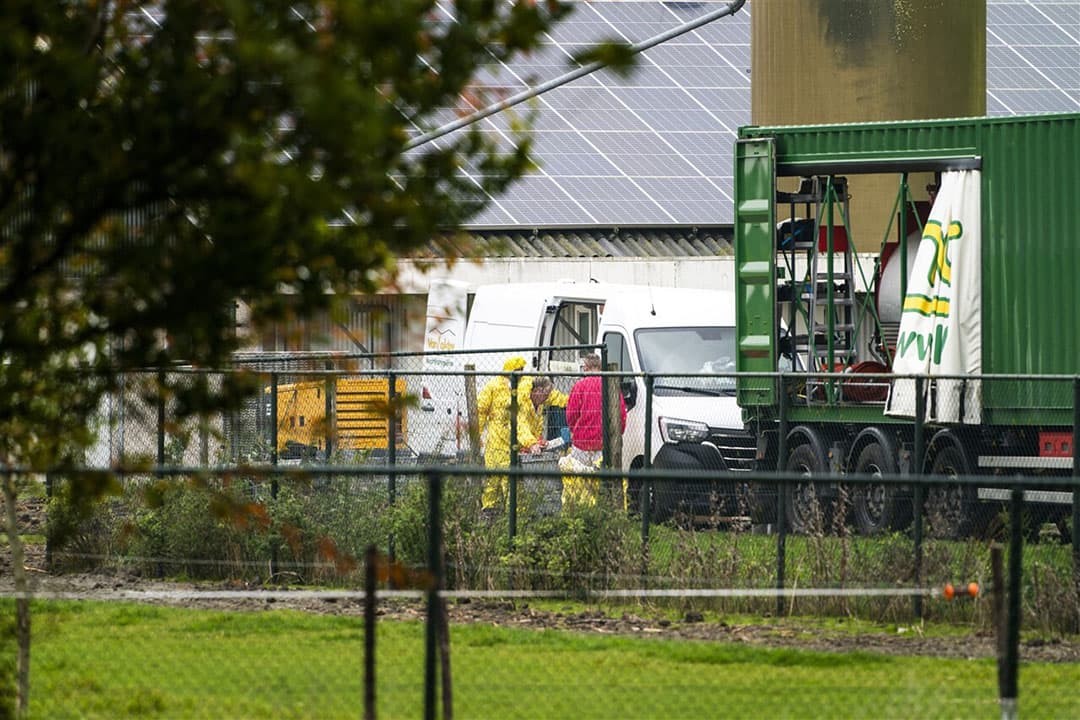 Medewerkers van de Nederlandse Voedsel- en Warenautoriteit (NVWA) in Zeewolde, begin deze week, tijdens het ruimen. - Foto: ANP