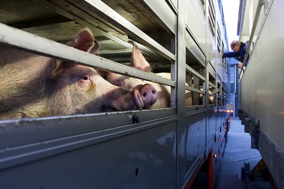 Keuring door NVWA-dierenarts op de exportverzamelplek. - Foto: Ronald Hissink