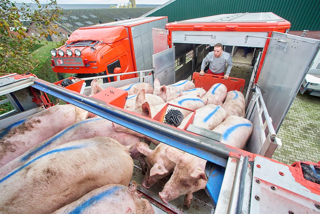 Rabobank verwacht dat vleesvarkenshouders in een half jaar tijd € 20 per plaats interen op hun vermogen. - Foto: Van Assendelft fotografie