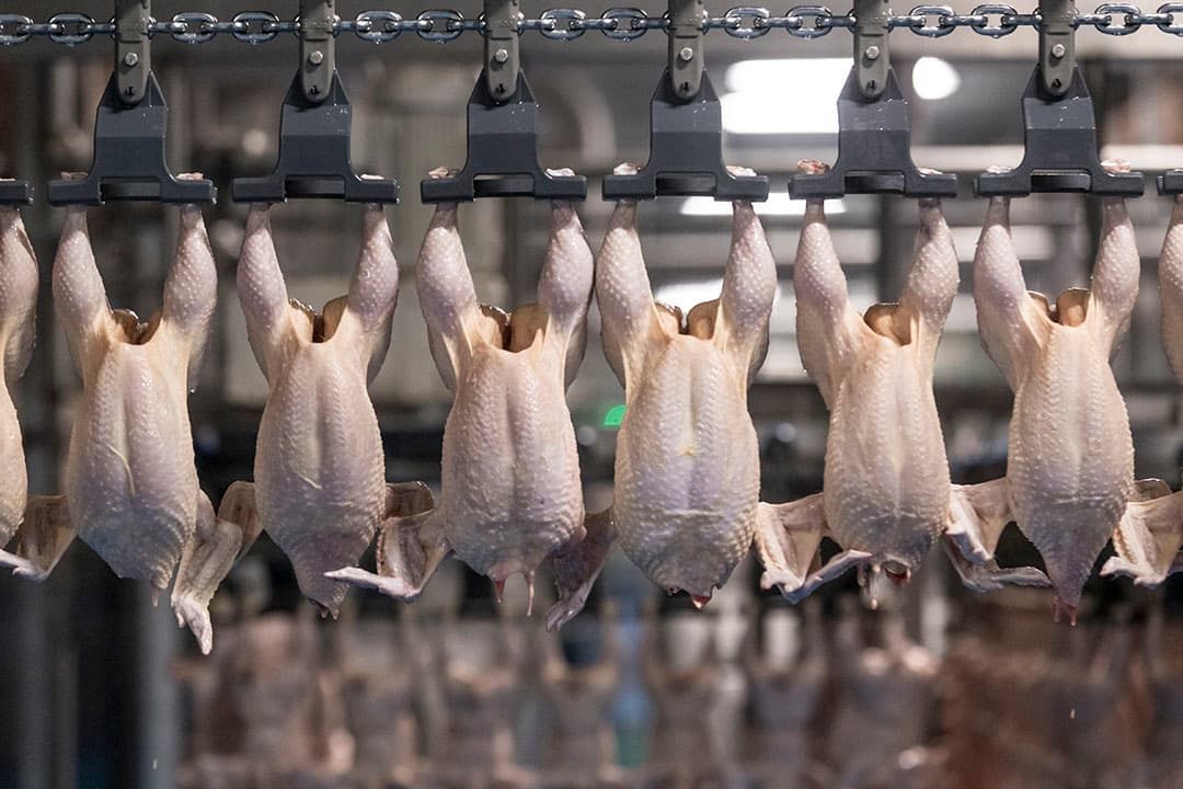 Door het opheffen van coronamaatregelen verbeteren de vooruitzichten voor de Europese pluimvee-industrie.